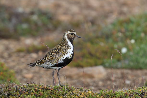 istock European golden plover (Pluvialis apricaria)  Iceland 950364714