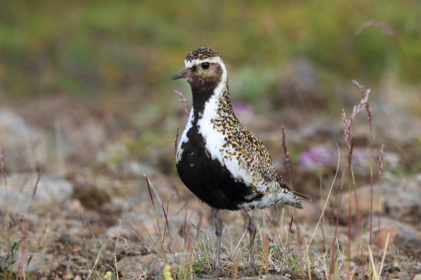 istock European golden plover (Pluvialis apricaria)  Iceland 950364912