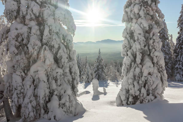 istock snow-covered trees on mountain slopes on a bright Sunny day 950365010