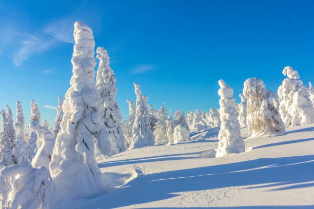 istock snow-covered trees on mountain slopes on a bright Sunny day 950365064