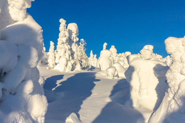 istock snow-covered trees on mountain slopes on a bright Sunny day 950365082