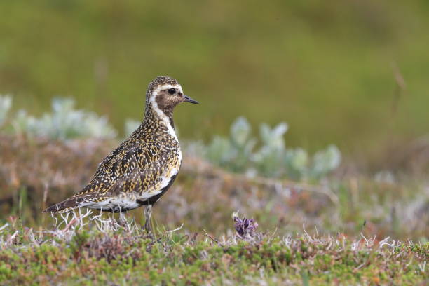 istock European golden plover (Pluvialis apricaria)  Iceland 950367972