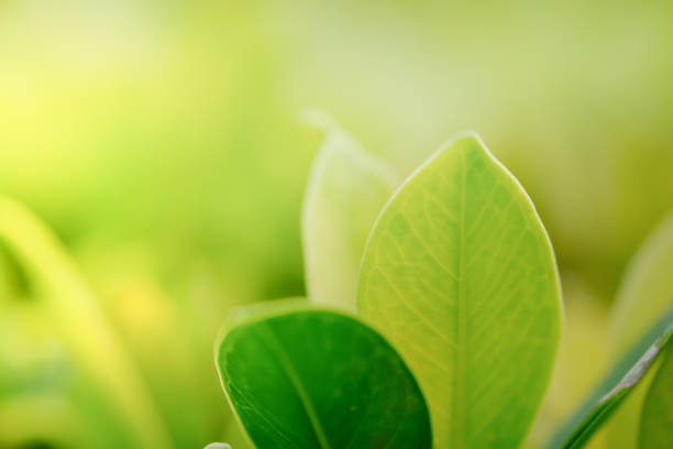 istock Close up of green nature leaf under sunlight use for background or wallpaper. 950367984