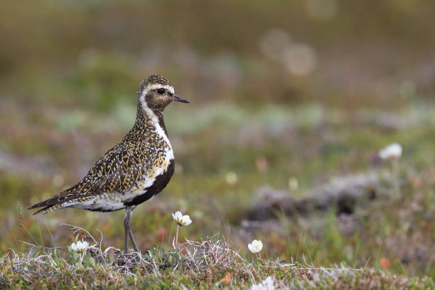 istock European golden plover (Pluvialis apricaria)  Iceland 950368072