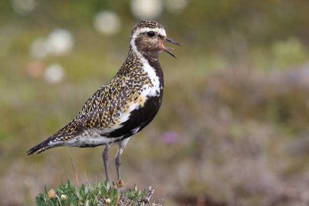 istock European golden plover (Pluvialis apricaria)  Iceland 950368282