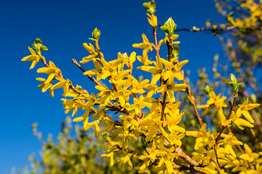 A forsythia plant blooms bright yellow petals on a sunny day in a suburban yard.