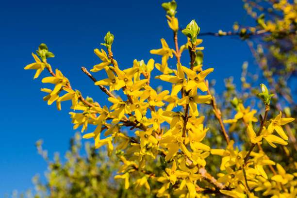 цветущие весенние желтые кустарниковые цветы - forsythia intermedia. - bud yellow plant nature стоковые фото и изображения