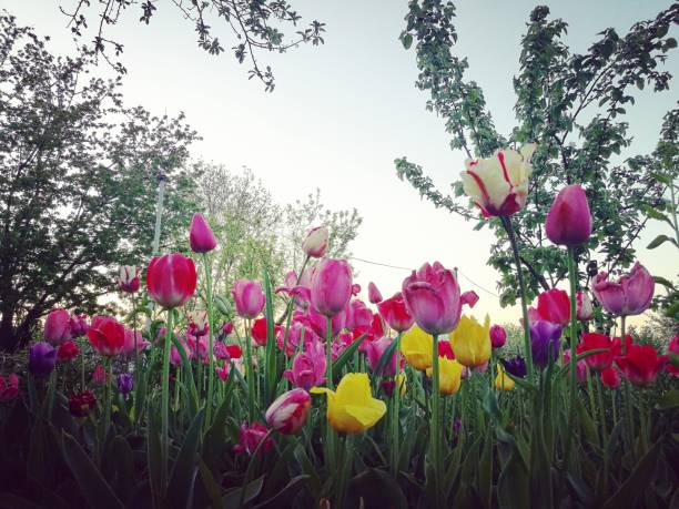 Low angle wide view of many different multi colored tulips growing outdoors in the wild. Room for copy space.