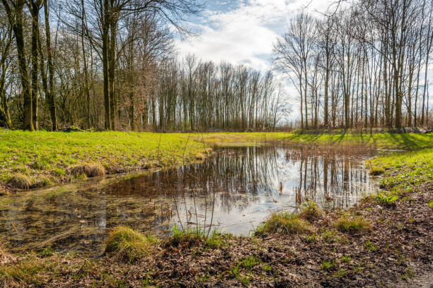 istock Frog pond in a nature reserve 950369582