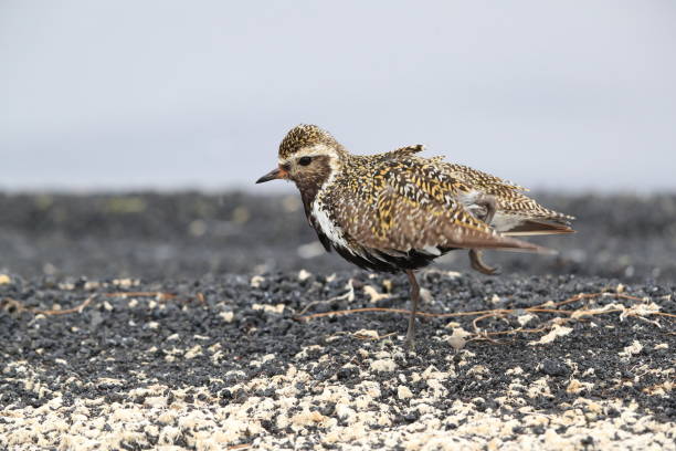 istock European golden plover (Pluvialis apricaria)  Iceland 950371090