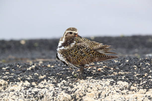 istock European golden plover (Pluvialis apricaria)  Iceland 950371142