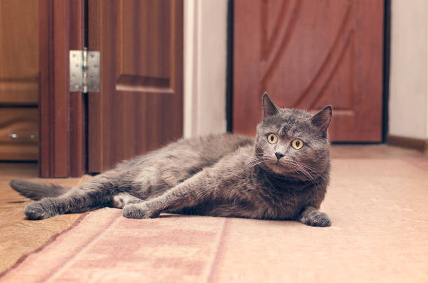 istock Gray cat lying on the floor 950371188