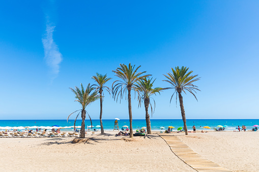 Seaside in Alicante, with palm trees on the beach. Sunny summer day in Spain, beautiful beach with people sunbathing and having fun. Travel, vacations and leisure concepts