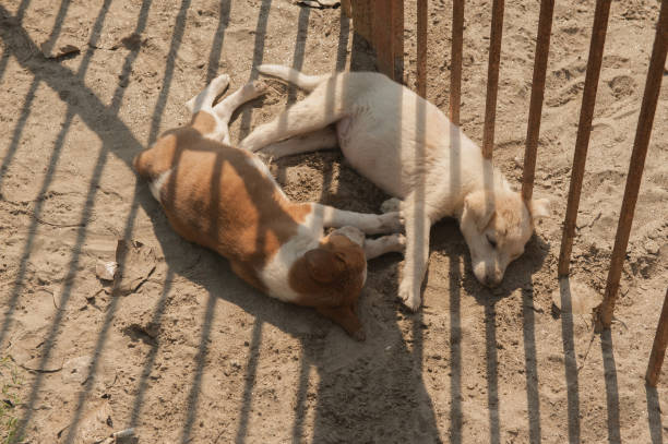 istock Two Dogs Sleeping In The Shade 950373004