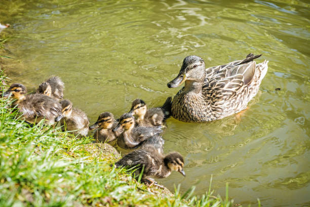 istock Wild Mallard duck with youngs in the water 950376202