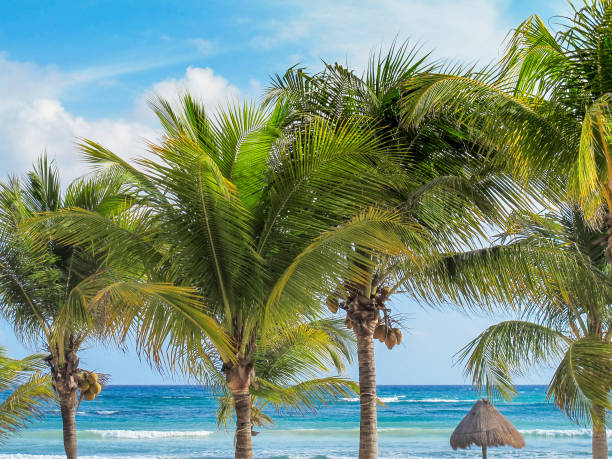 istock Palapa on Caribbean tropical beach with turquoise sea view 950376600