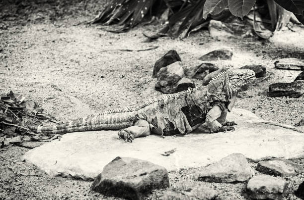 Close up photo of Cuban rock iguana - Cyclura nubile. Lizard scene. Animal care. Beauty in nature. Side view. Black and white photo.