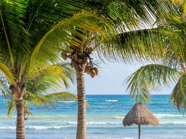 istock Palapa on Caribbean tropical beach with turquoise sea view 950377212