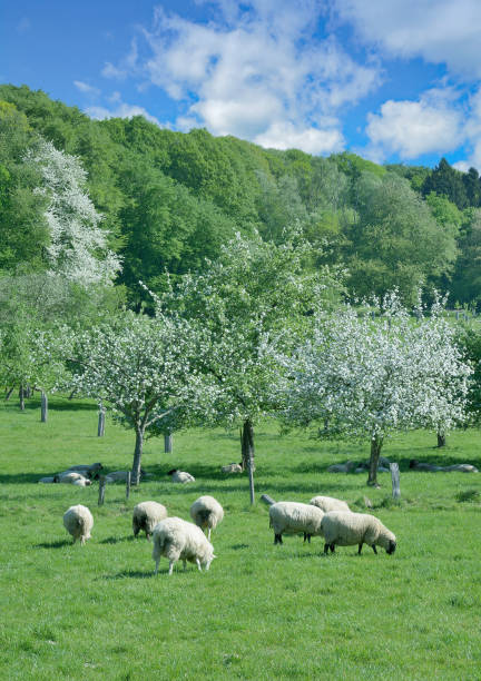 Springtime in Bergisches Land,North Rhine westphalia,Germany