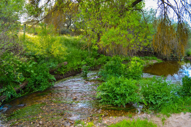 istock Beautiful and clear river through green vegetation. Peaceful place 950377520