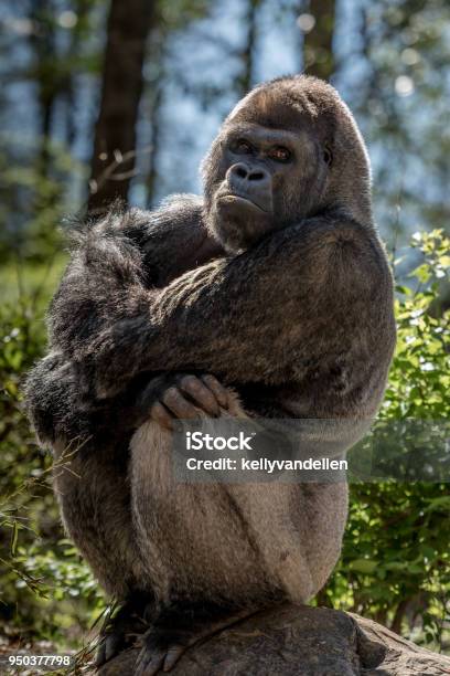 Gorilla Sits On Rock And Stares Stock Photo - Download Image Now - Gorilla, Large, Sitting