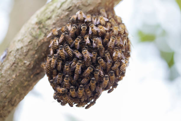 scatto macro di api che brulicano su un nido d'ape - sciame di insetti foto e immagini stock