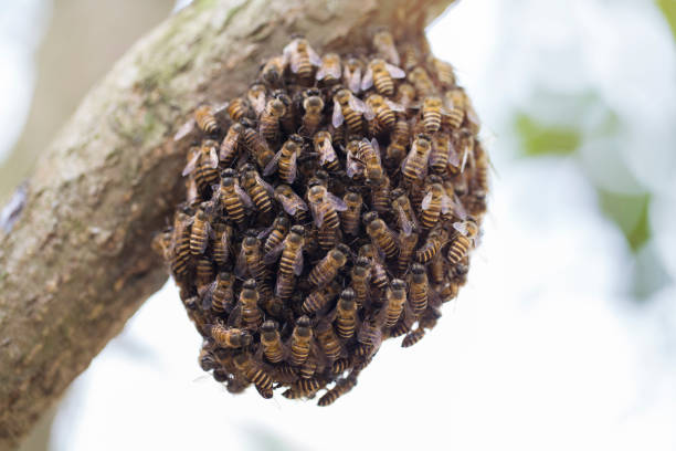 macro shot of bees swarming on a honeycomb - swarm of bees imagens e fotografias de stock