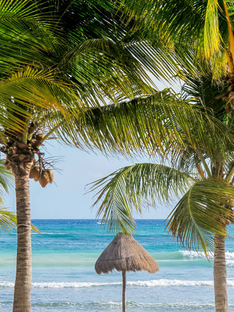 istock Palapa on Caribbean tropical beach with turquoise sea view 950378344