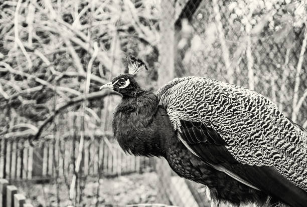 istock Beautiful Indian peafowl posing, colorless 950381012