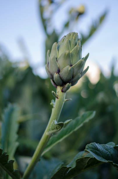 Articloke plant on the field