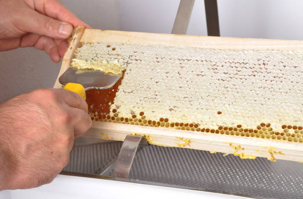 istock Uncapping of honeycomb at plastic tub 950381128