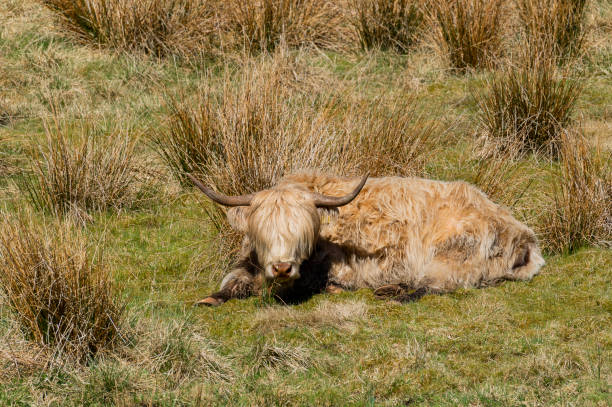 istock Beef cattle in a field on a bright spring afternoon 950381136