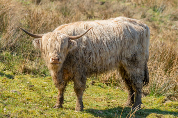 istock Beef cattle in a field on a bright spring afternoon 950381520