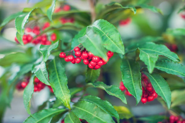 Ardisia Crenata ( Myrsinaceae ) plants small and bright red fruit