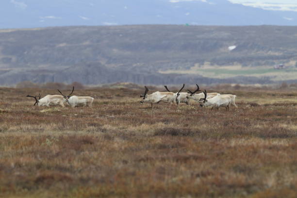 istock Reindeer, Caribou, Iceland 950382640