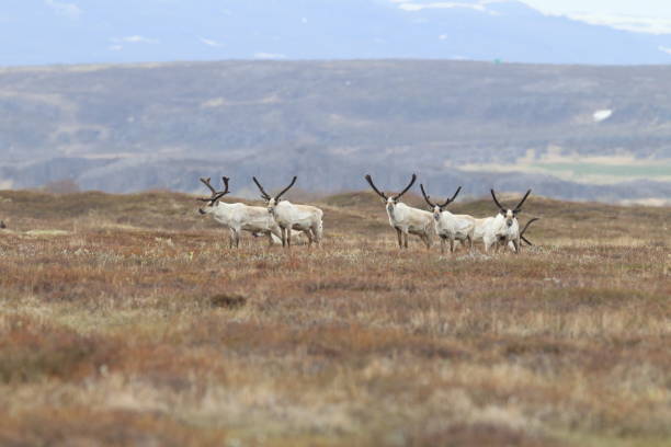 istock Reindeer, Caribou, Iceland 950382652