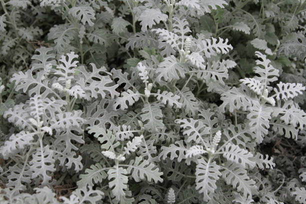 istock silver ragwort is gray plant background. 950385880