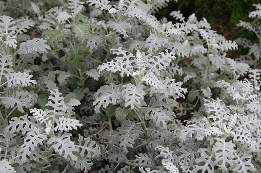 silver ragwort is gray plant background.