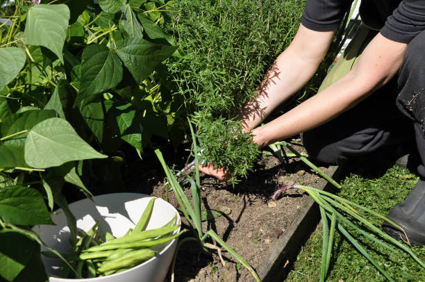 istock Runner pole and Savory harvest in garden 950387106
