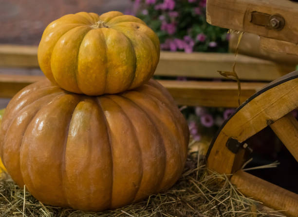 istock pile of rumpkin pumpkins small on big close-up with copyspace rustic background 950392808