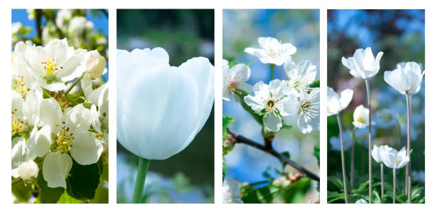 istock Collage of beautiful white flowers. 950393056