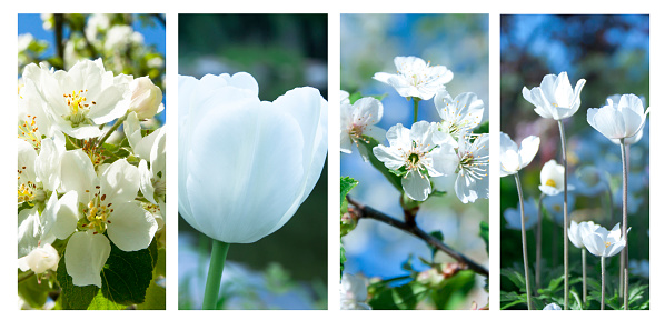 Collage of beautiful white flowers in the garden