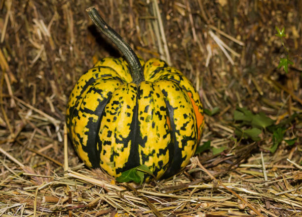 istock small pumpkin yellow with green stripes on a straw background close-up 950396244