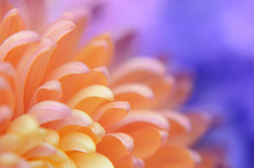 Chrysanthemum Petals Flower Sunrise This is a macro photography of the beautiful yellow orange purple chrysanthemum on blue violet background Copy space