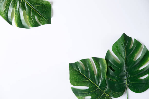 istock Nature layout made of tropical green leaves. 950404286