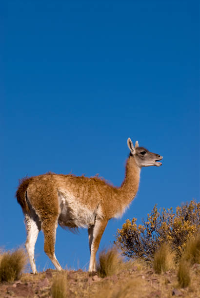 istock Guanaco (Lama Guanicoe) in Patagonia 950410460