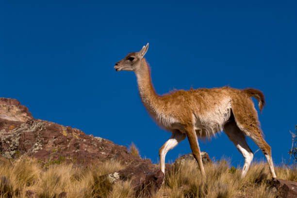 istock Guanaco (Lama Guanicoe) in Patagonia 950410462