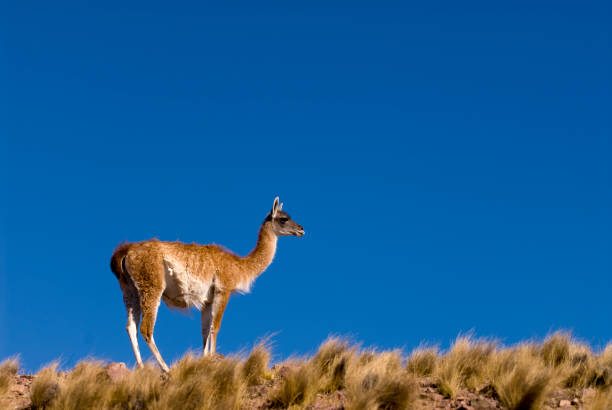 istock Guanaco (Lama Guanicoe) in Patagonia 950410466