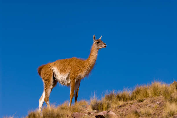 istock Guanaco (Lama Guanicoe) in Patagonia 950410476