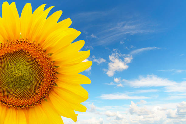 istock Sunflower with blue sky background. with copy space for your text message 950412670